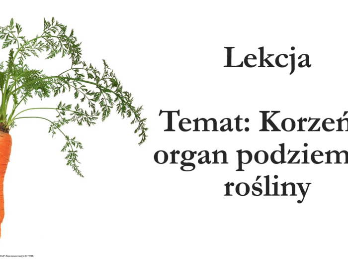 klasa 5 - Korzeń - prezentacja