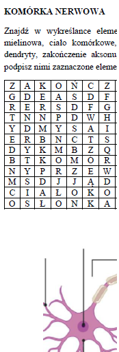 Komórka nerwowa - budowa
