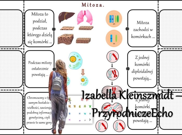 Notatka okienkowa/stacja zadaniowe/notatka/notatka graficzna/karta pracy/sketchnotka „Podziały komórkowe”, „Mitoza i mejoza”, „Znaczenie biologiczne mitozy i mejozy” w pdf. Biologia 8 dział „Genetyka”. Materiał wykonany na podstawie podręcznika z wydawni