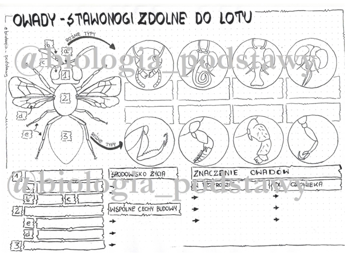 Klasa 6 - Owady - karta pracy