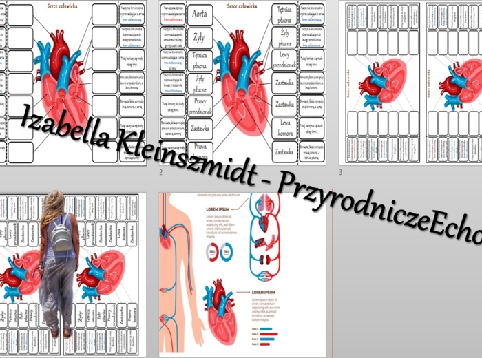 Notatka okienkowa „Budowa serca”. Biologia 7. „Układ krwionośny”