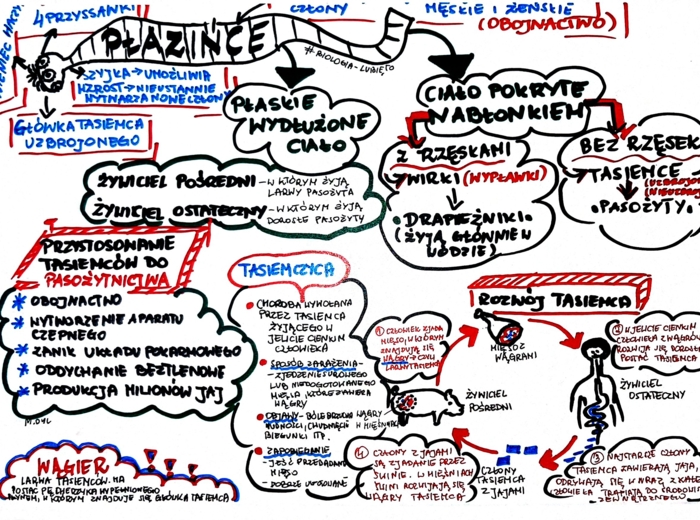 Klasa 6. Biologia. Płazińce (karta pracy kolorowa)