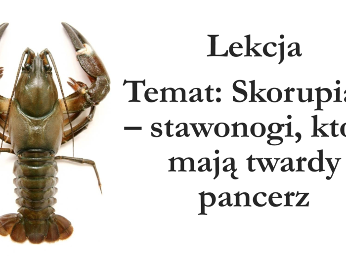 Klasa 6 - Skorupiaki - prezentacja