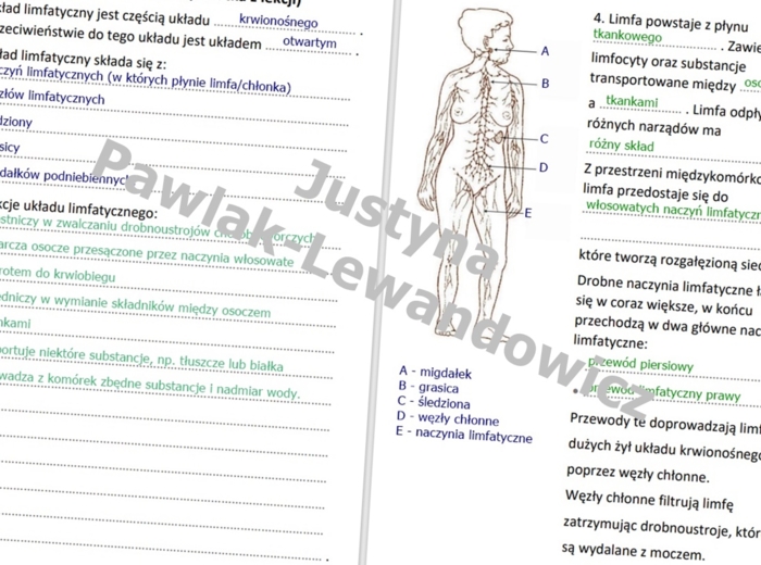 Układ limfatyczny (sketchnotka)