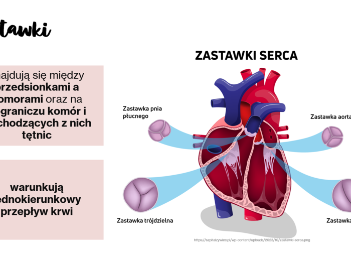 Układ krążenia + odporność KLASA 3 ROZSZERZENIE BIOLOGIA
