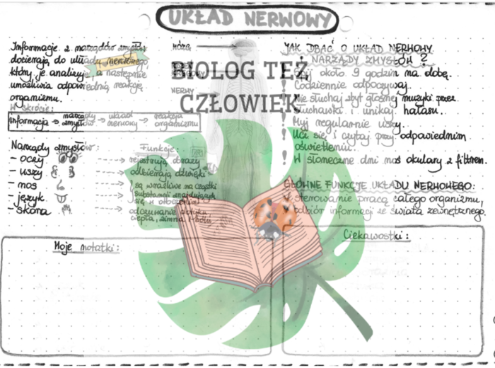 PRZYRODA - Ciało człowieka - Układ nerwowy - szarość