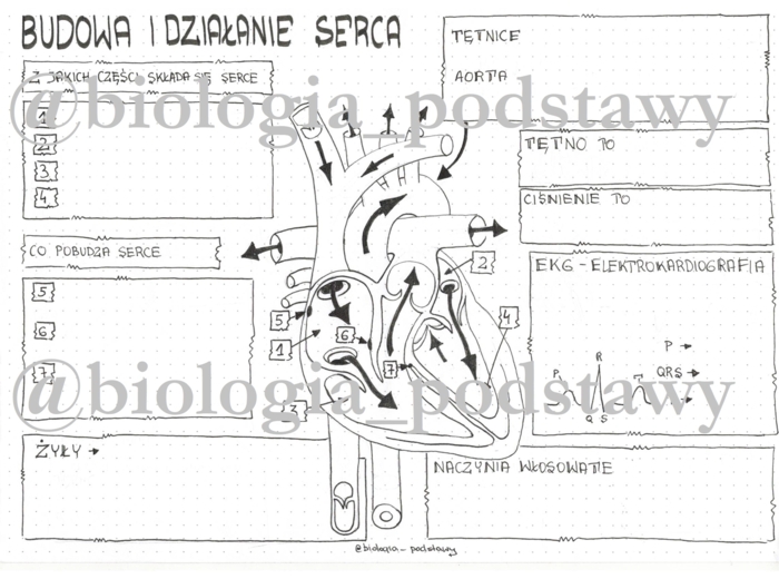 Klasa 7 - Budowa i działanie serca - KP