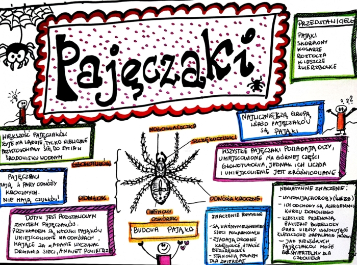 Klasa 6. Biologia. Pajęczaki (karta pracy kolorowa)