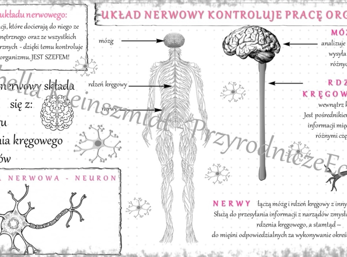 Sketchnotka „Układ nerwowy kontroluje pracę organizmu” w power point do edycji, PRZYRODA do klasy 4 – dział IV „Odkrywamy tajemnice ciała człowieka”