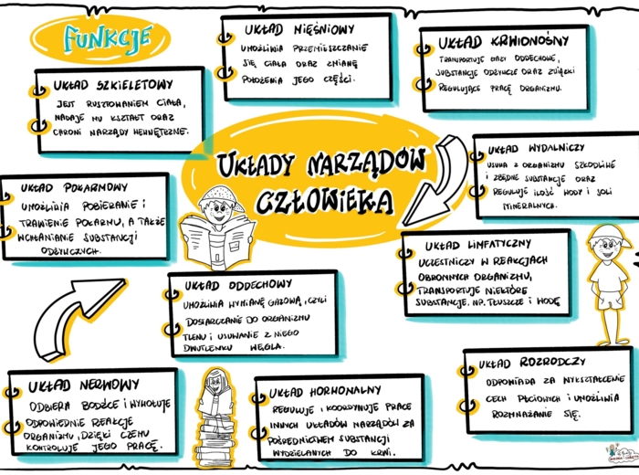 Klasa 7. Układy narządów człowieka. Wklejka.