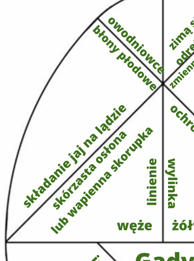 Tangram Jajo Kolumba- Gady