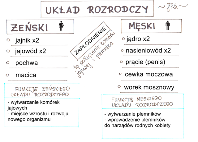 Układ rozrodczy (sketchnotka)