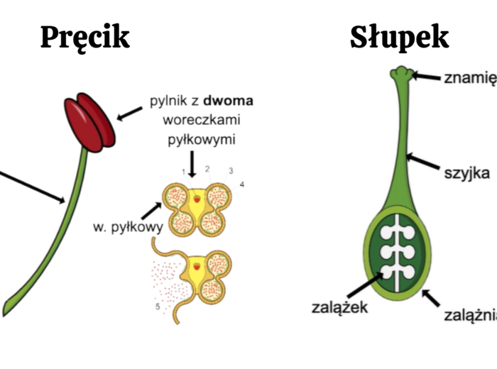 nagozalążkowe + okrytozalążkowe 2 KLASA BIOLOGIA ROZSZERZONA