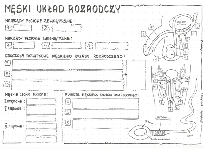 Męski układ rozrodczy - anatomia - klasa 7 - sketchnotka