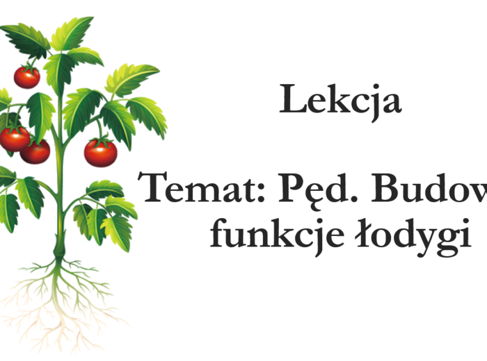 Klasa 5 - Pęd. Budowa i funkcje łodygi - prezentacja