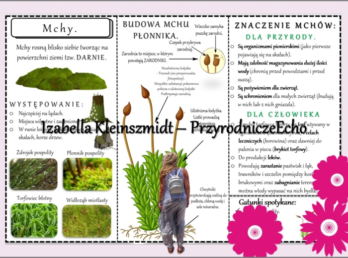 Sketchnotka/książeczka/notatka/wklejka/ściąga dla ucznia i przypomnienie dla nauczyciela/edukacja domowa. Temat „Mchy”. Materiał w pdf. Biologia 5, dział „Różnorodność roślin”. Nowość 2024/2025.