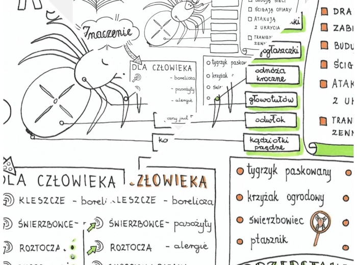 Pajęczaki - 3 karty PDF