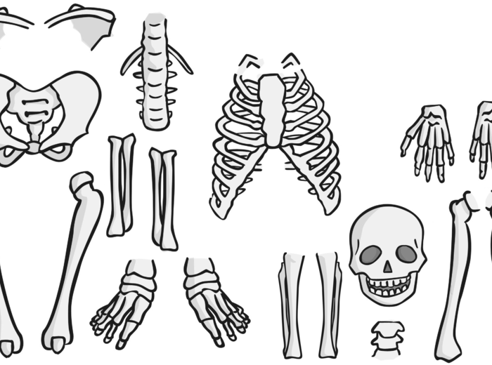 Szkielet człowieka do wydrukowania