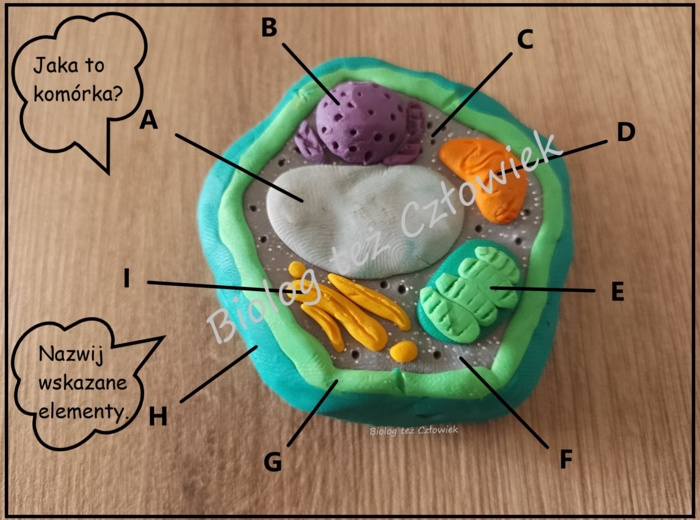 Komórka roślinna - klasa 5