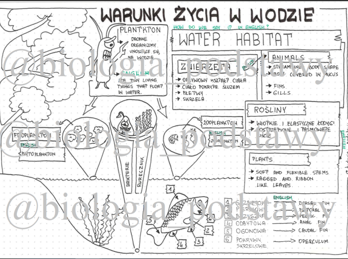 Klasa 4 -Warunki życia w wodzie - sketchnotka