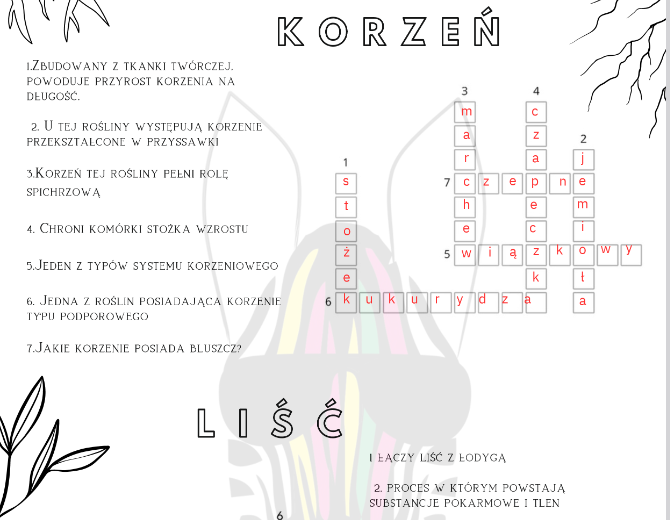 Krzyżówka - organy wegetatywne
