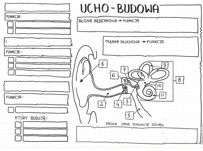 Budowa ucha - klasa 7 - KP