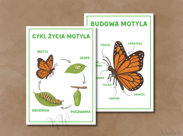 Dzień Motyla - zestaw