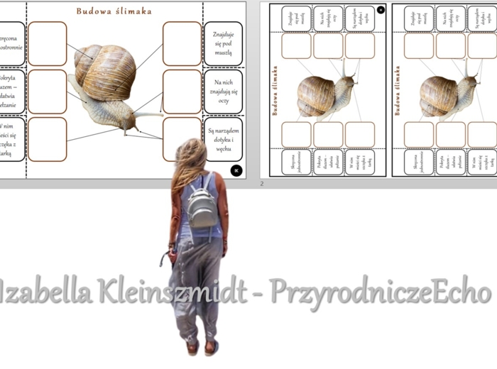 Notatka okienkowa „Budowa ślimaka”, „Mięczaki – zwierzęta, które mają miękkie ciało”. Biologia 6 „Stawonogi i mięczaki”.