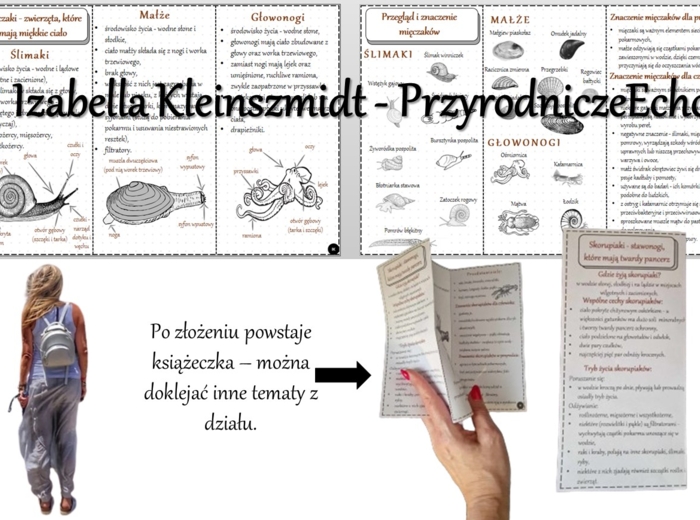 Broszurka/notatka/sketchnotka/wklejka/ściąga dla ucznia/przypomnienie dla nauczyciela w pdf. Biologia 6 „Stawonogi i mięczaki” – „Mięczaki-zwierzęta, które mają muszlę”.