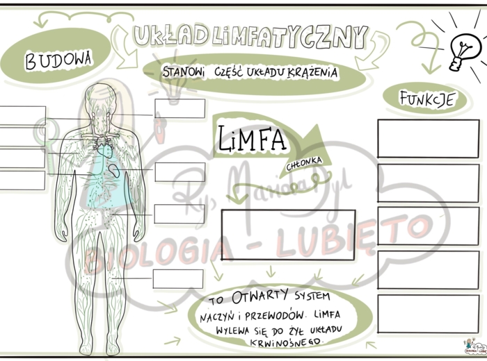 Klasa 7. Układ limfatyczny. Karta pracy