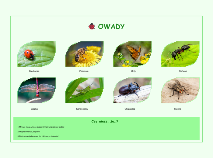 Plansze z gatunkami zwierząt (ssaki, ryby, ptaki, owady)