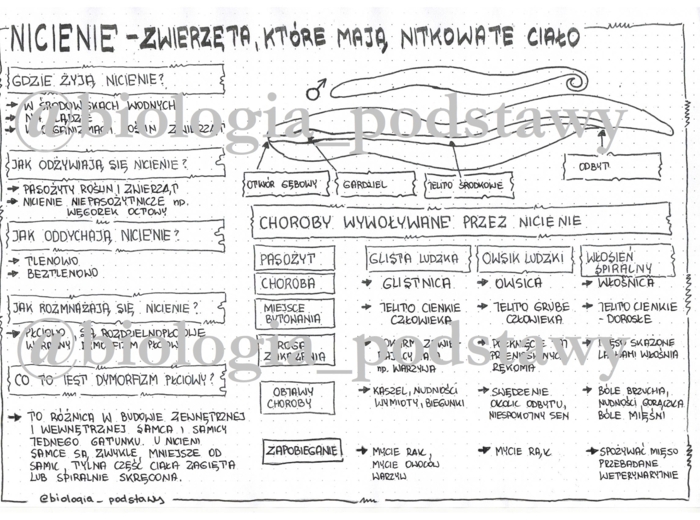 Klasa 6 - Nicienie - sketchnotka