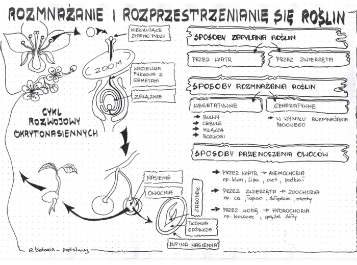 okrytonasienne cz.2 - klasa 5 - sketchnotka