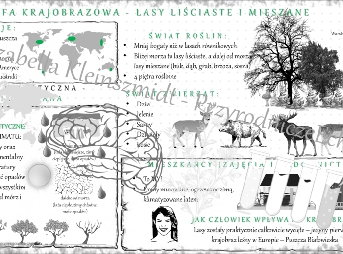 Sketchnotka "Krajobraz lasów liściastych i mieszanych strefy umiarkowanej" wykonana w power point - tutaj w pdf - geografia klasa 5