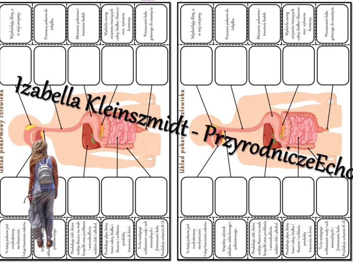 Notatka okienkowa/stacja zadaniowe/notatka interaktywna/notatka graficzna/karta pracy/sketchnotka „Budowa układu pokarmowego” w pdf. Biologia 7, dział „Układ pokarmowy”. Materiał wykonany na podstawie podręcznika z wydawnictwa Nowa Era – nowość 2024/2025