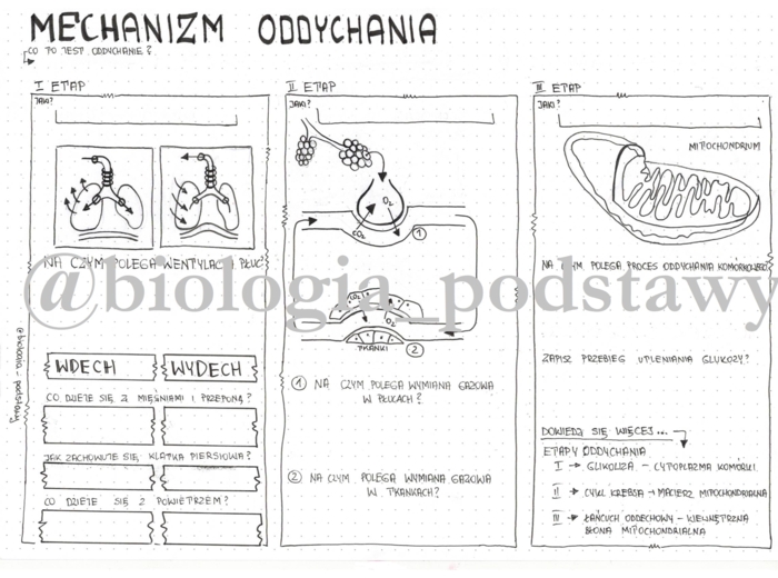 Klasa 7 - Mechanizm oddychania - KARTA PRACY