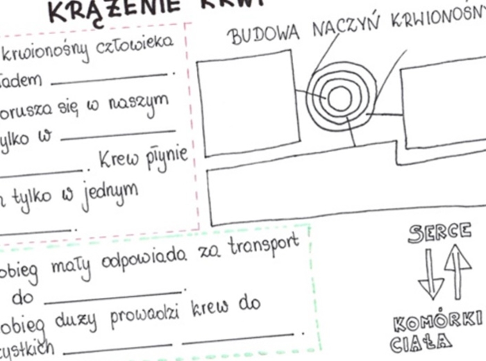 Krążenie krwi (karta pracy)
