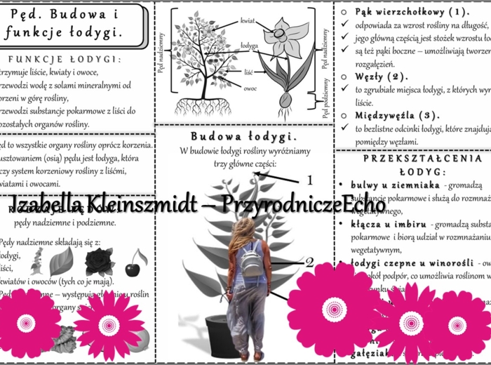 Sketchnotka/książeczka/notatka/wklejka/ściąga dla ucznia i przypomnienie dla nauczyciela/edukacja domowa. Temat „Pęd. Budowa i funkcje łodygi””. Materiał w pdf. Biologia 5, dział „Tkanki i organy roślinne”. Nowość 2024/2025.