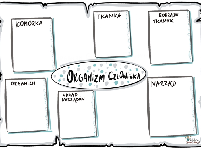 Klasa 7 - Organizm Człowieka - KP