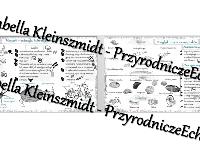 Sketchnotka - notatka „Mięczaki-zwierzęta, które mają muszlę” wykonana w power point do edycji. Biologia 6; „Stawonogi i mięczaki”