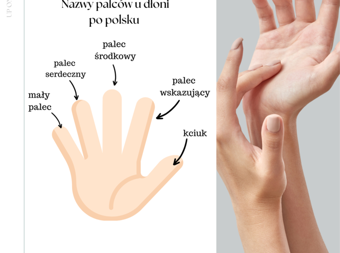 Części ciała workbook + kurs fiszkowy