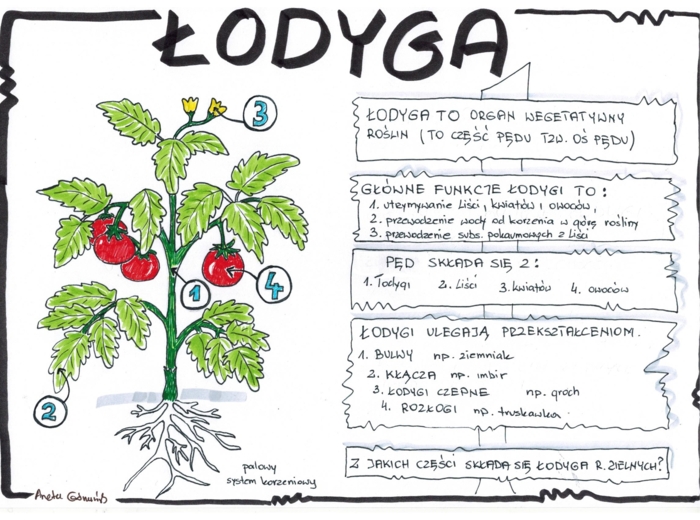 Łodyga - biologia klasa 5