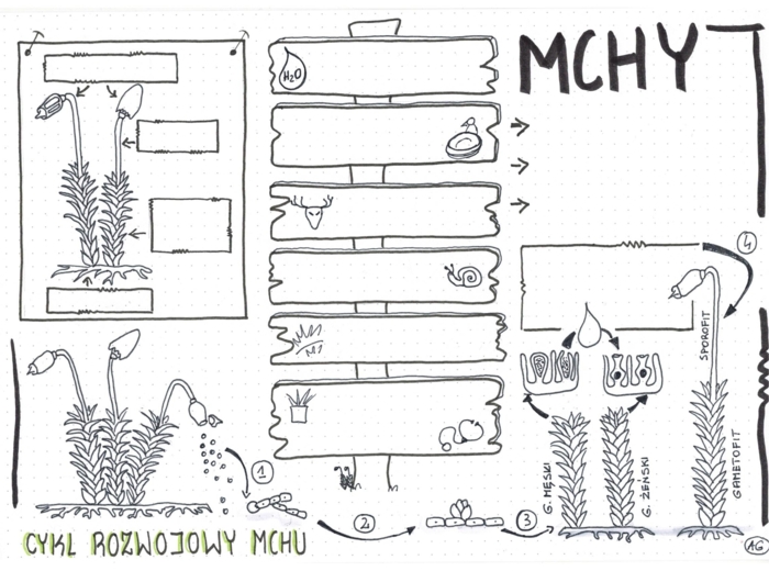 Mchy klasa 5 - Biologia KP