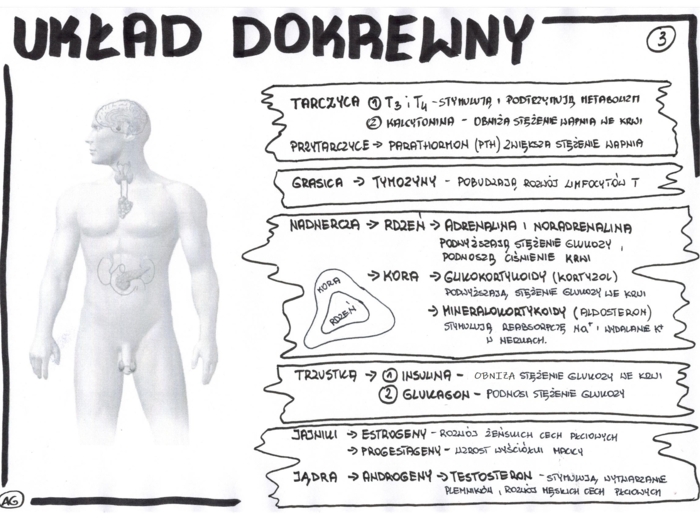Biologia. Układ dokrewny - wklejka 3