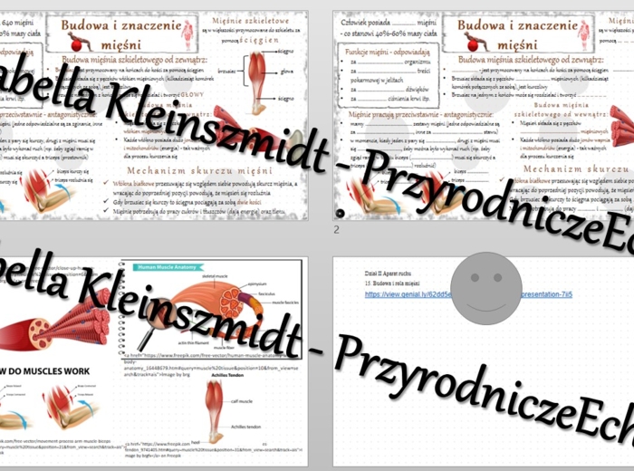 Minizestaw na temat „Budowa i rola mięśni” – sketchnotka + karta pracy w power point + gratisowy link do prezentacji multimedialnej niekomercyjnej wykonanej w genial.ly do indywidualnego pobrania i użycia do celów niekomercyjnych. Biologia 7, „Układ ruch
