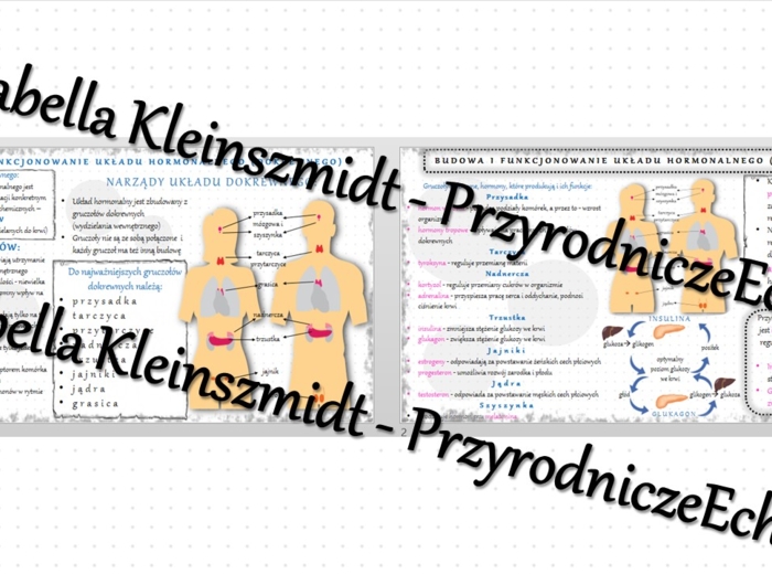 Sketchnotka - notatka „Budowa i funkcjonowanie układu dokrewnego” wykonana w power point do edycji. Biologia 7; „Regulacja nerwowo-hormonalna”