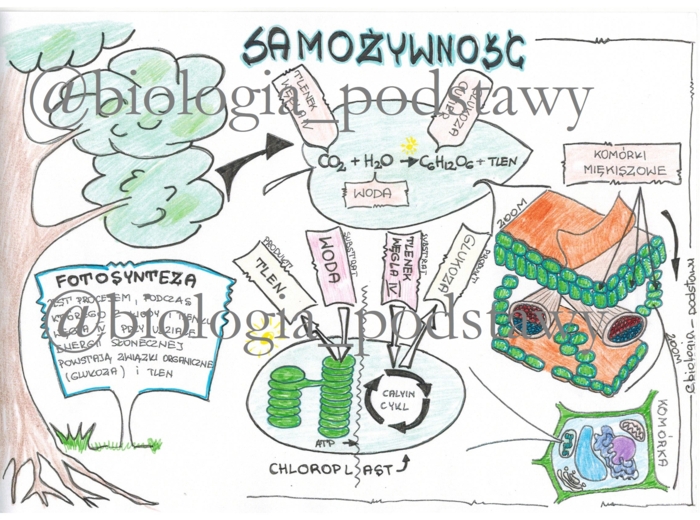 Klasa 5 - Samożywność - sketchnotka