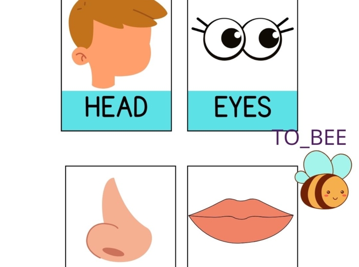 Body parts/ Parts of the body