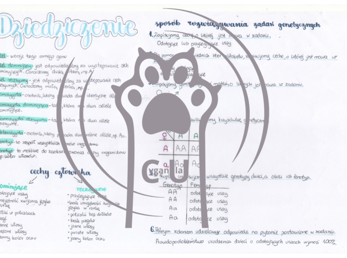 MEGA PAKA: Genetyka & Podziały Komórkowe – Notatki Wizualne: Mitoza, Mejoza, DNA, Krzyżówki genetyczne