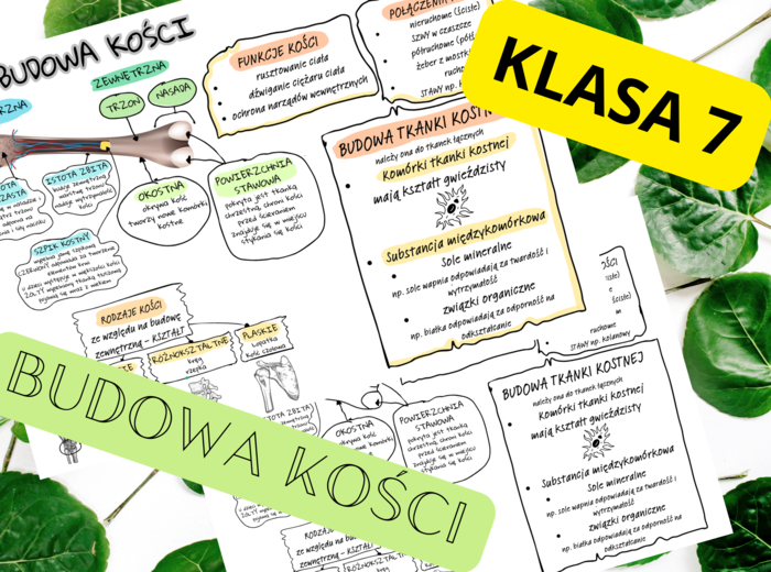 Biologia 7. Budowa kości - sketchnotka, notatka wizualna + wklejka do zeszytu